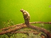 Brookesia Decaryi