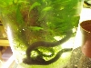 T.Natans Babies