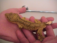 Male Crested