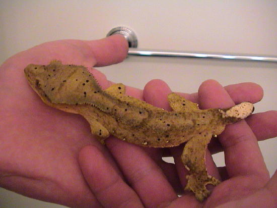 Male Crested
