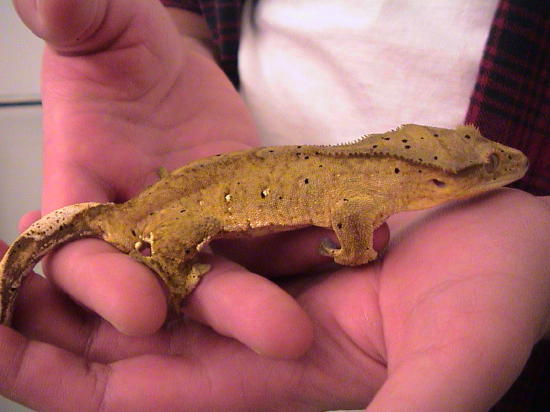 Male Crested 2