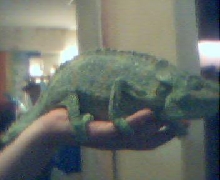 cham2