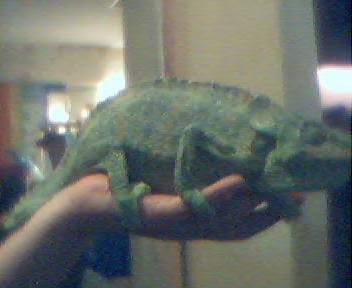 cham2