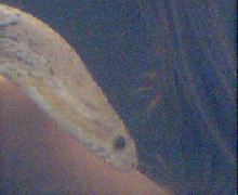 cornface
