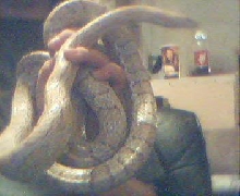 cornbody