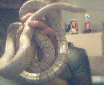 cornbody
