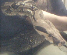 female central american BCI