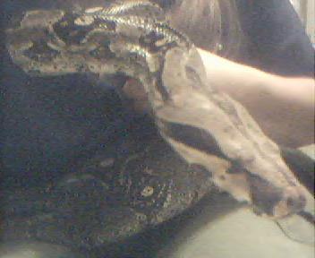 female central american BCI