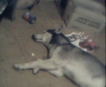 kaya sleeps