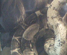male CA BCI or columbian?
