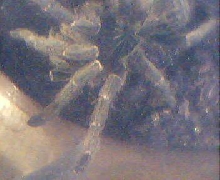 tanzandwarfbab3