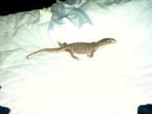 savanna monitor