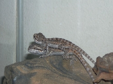our breeders before shed