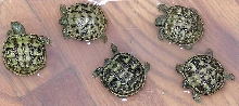 batch of baby russian tortoises