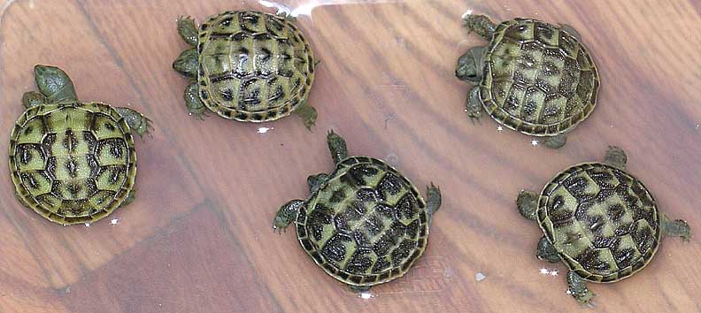 batch of baby russian tortoises