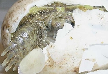 Russian emerging from egg