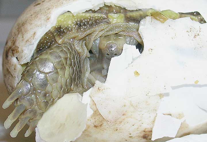 Russian emerging from egg