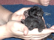 pignslim