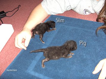 slimnpig
