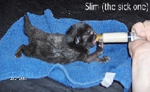 Slim