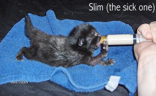 Slim