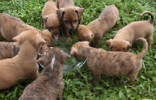 Puppies
