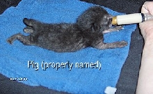 pig