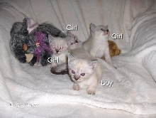 The Litter
