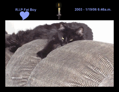 R.I.P. Shadey, our loving fat boy. The good die young.