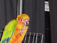 He's diggin fer gold in dem der nostrils!
