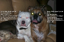 Dojo and Taffy