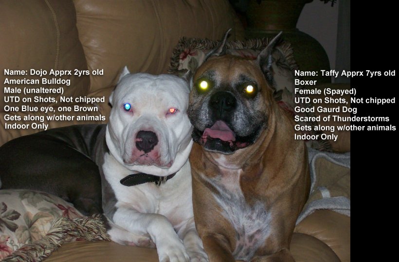 Dojo and Taffy
