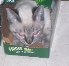 Boxed Kitty