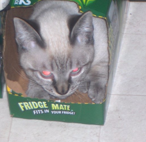 Boxed Kitty