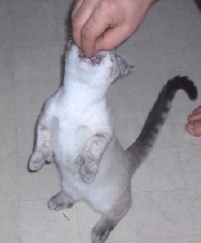 Must have Treat!