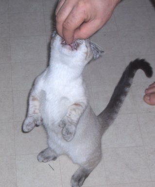 Must have Treat!
