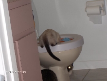 Potty Training