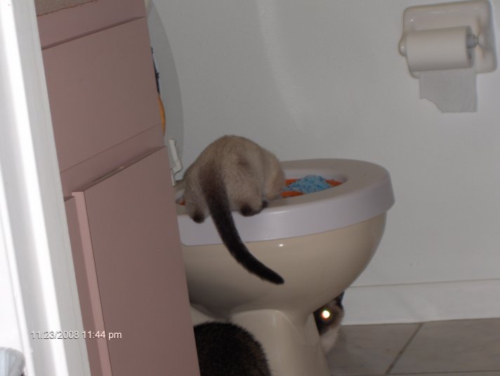 Potty Training