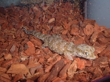 What is this gecko?