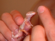 Feeding baby.