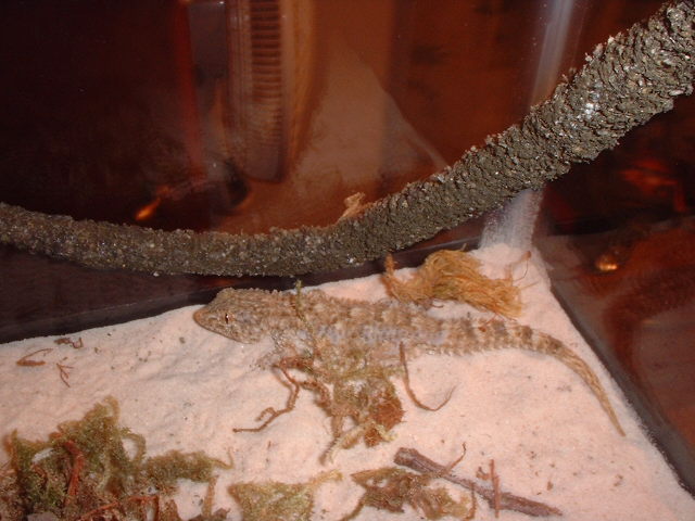 Crocodile Gecko