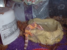 Sleeping in water dish.