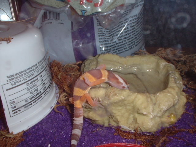 Sleeping in water dish.