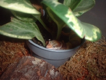 Laying in plant.