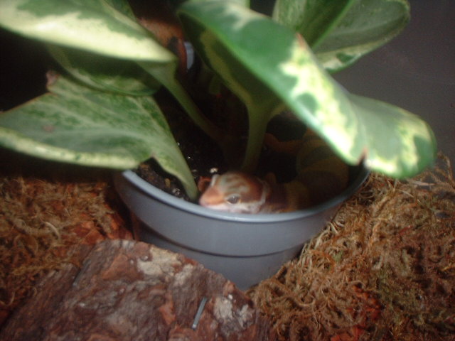 Laying in plant.