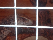Simon, Savannah Monitor