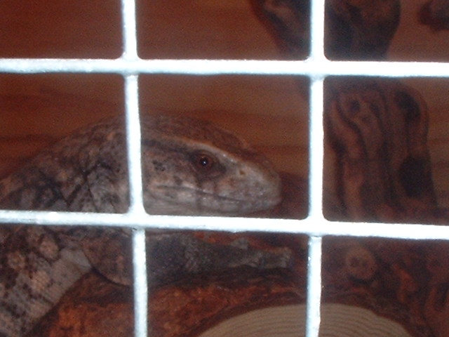 Simon, Savannah Monitor