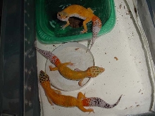 holdback females