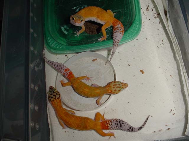 holdback females