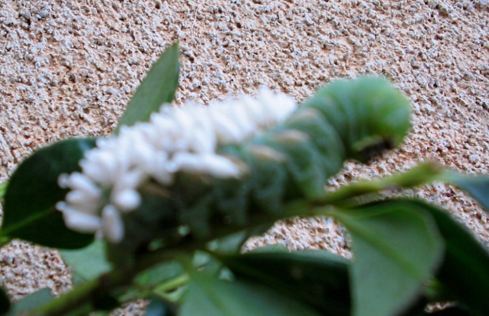 Help me identify
